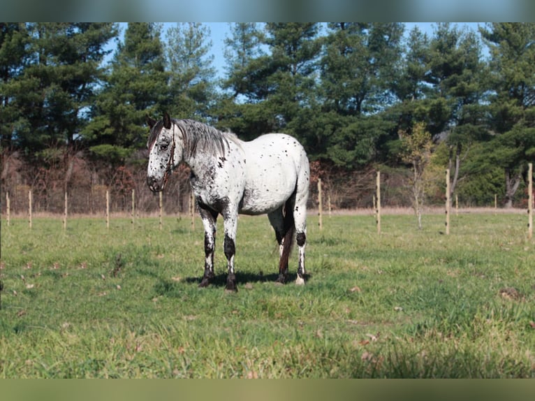 Appaloosa Caballo castrado 6 años 132 cm Tordo in North Judson IN