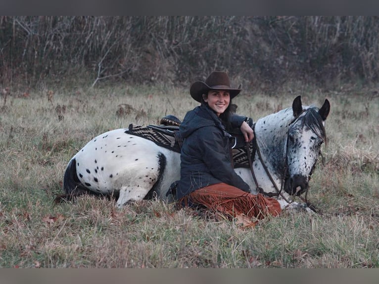 Appaloosa Caballo castrado 6 años 132 cm Tordo in North Judson IN