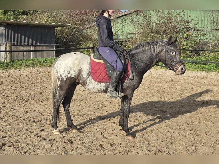 Appaloosa Mestizo Caballo castrado 6 años 136 cm White/Blanco in Mülheim an der Ruhr