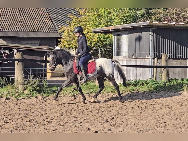 Appaloosa Mestizo Caballo castrado 6 años 136 cm White/Blanco in Mülheim an der Ruhr