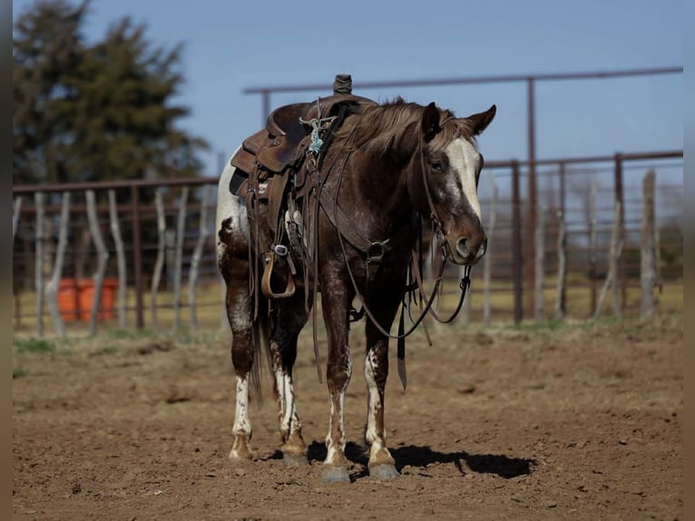 Appaloosa Caballo castrado 6 años 145 cm Alazán-tostado in Ripley