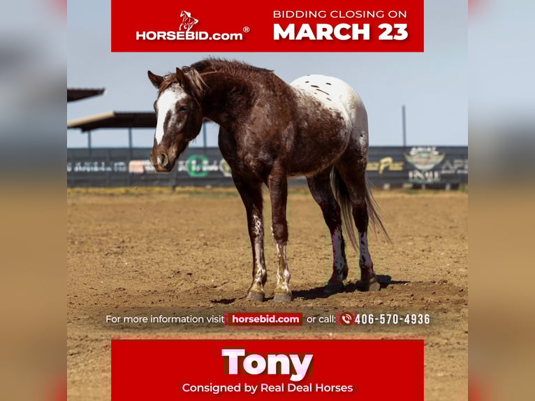 Appaloosa Caballo castrado 6 años 145 cm Alazán-tostado in Ripley