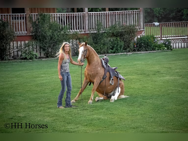 Appaloosa Caballo castrado 6 años 145 cm Palomino in Flemingsburg KY