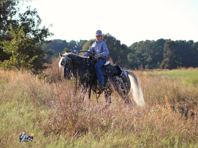 Appaloosa Caballo castrado 6 años 145 cm in Elkhart