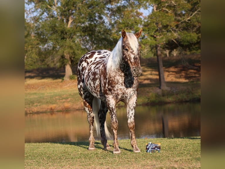 Appaloosa Caballo castrado 6 años 145 cm in Elkhart