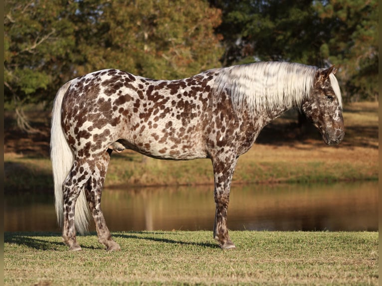 Appaloosa Caballo castrado 6 años 145 cm in Elkhart