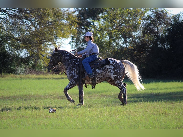 Appaloosa Caballo castrado 6 años 145 cm in Elkhart