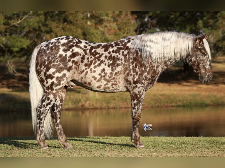 Appaloosa Caballo castrado 6 años 145 cm in Elkhart