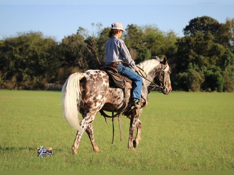 Appaloosa Caballo castrado 6 años 145 cm in Elkhart