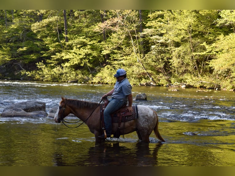 Appaloosa Caballo castrado 6 años 147 cm Alazán-tostado in Cleveland TN