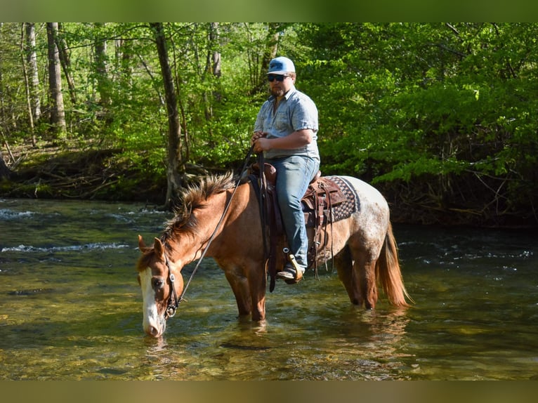 Appaloosa Caballo castrado 6 años 147 cm Alazán-tostado in Cleveland TN