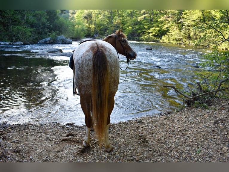 Appaloosa Caballo castrado 6 años 147 cm Alazán-tostado in Cleveland TN