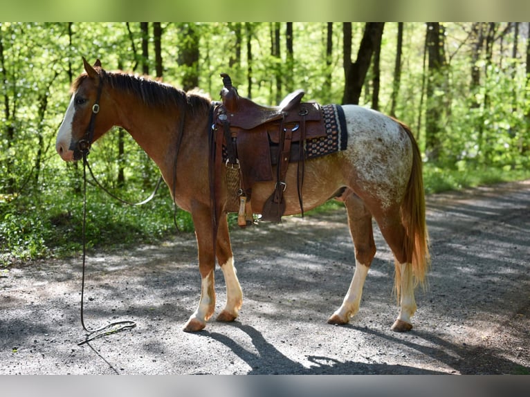 Appaloosa Caballo castrado 6 años 147 cm Alazán-tostado in Cleveland TN