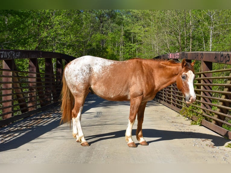 Appaloosa Caballo castrado 6 años 147 cm Alazán-tostado in Cleveland TN