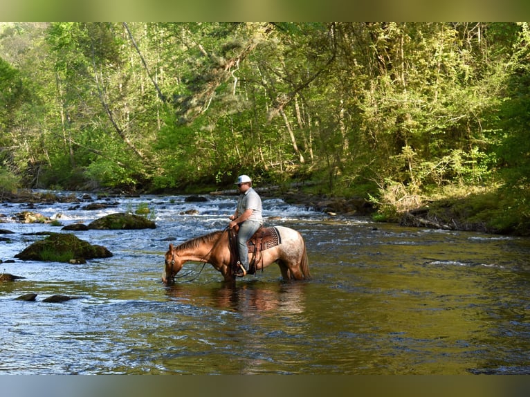 Appaloosa Caballo castrado 6 años 147 cm Alazán-tostado in Cleveland TN