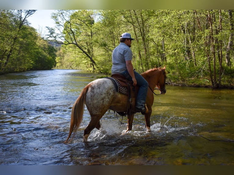 Appaloosa Caballo castrado 6 años 147 cm Alazán-tostado in Cleveland TN