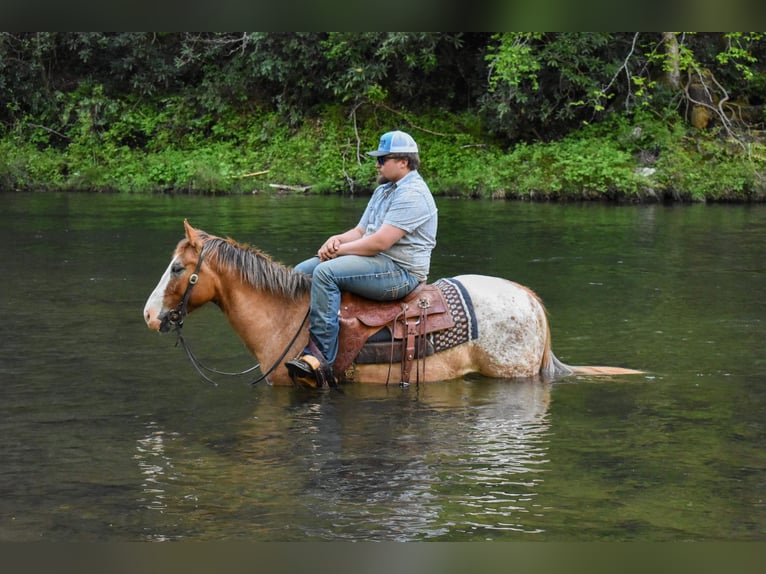 Appaloosa Caballo castrado 6 años 147 cm Alazán-tostado in Cleveland TN