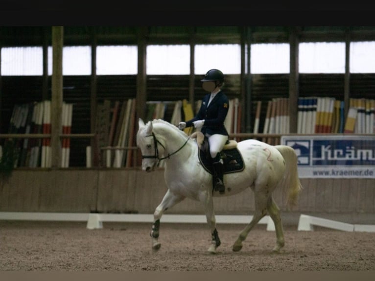 Appaloosa Caballo castrado 6 años 148 cm Tordo in Walldorf