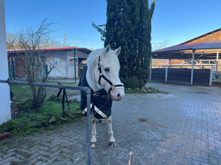 Appaloosa Caballo castrado 6 años 148 cm Tordo in Walldorf