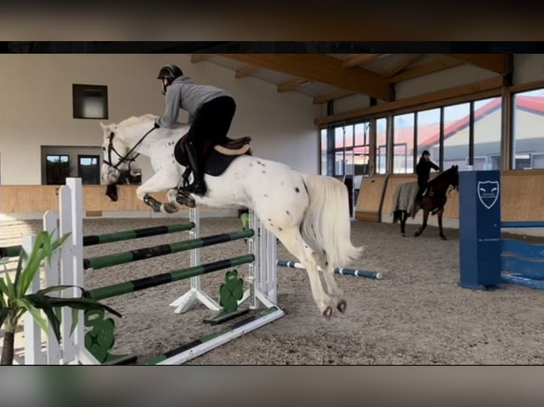 Appaloosa Caballo castrado 6 años 148 cm Tordo in Walldorf