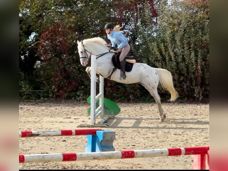 Appaloosa Caballo castrado 6 años 148 cm Tordo in Walldorf