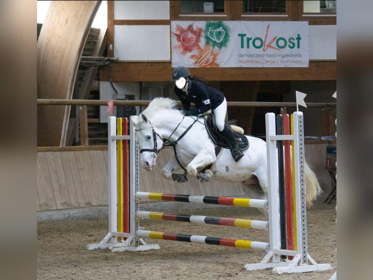 Appaloosa Caballo castrado 6 años 148 cm Tordo in Walldorf