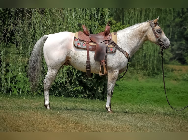 Appaloosa Caballo castrado 6 años 150 cm Buckskin/Bayo in Flemingsburg Ky