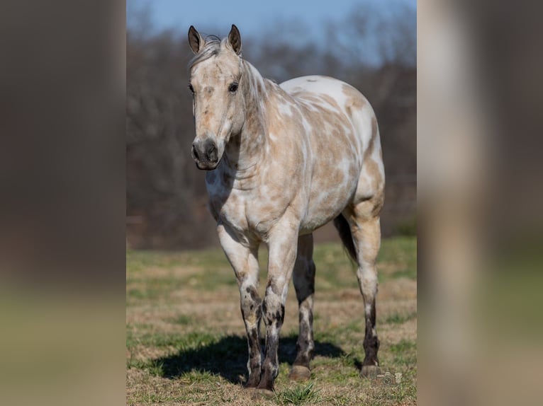 Appaloosa Caballo castrado 6 años 150 cm Buckskin/Bayo in Auburn