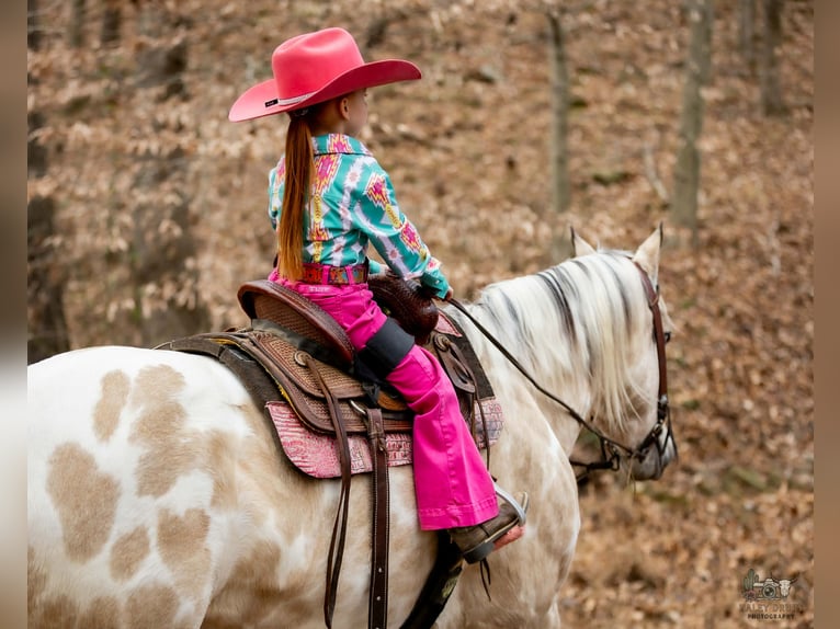 Appaloosa Caballo castrado 6 años 150 cm Buckskin/Bayo in Auburn