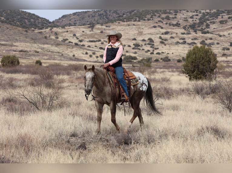 Appaloosa Caballo castrado 6 años 150 cm in Camp Verde, AZ