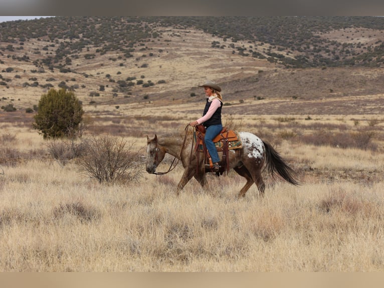 Appaloosa Caballo castrado 6 años 150 cm in Camp Verde, AZ