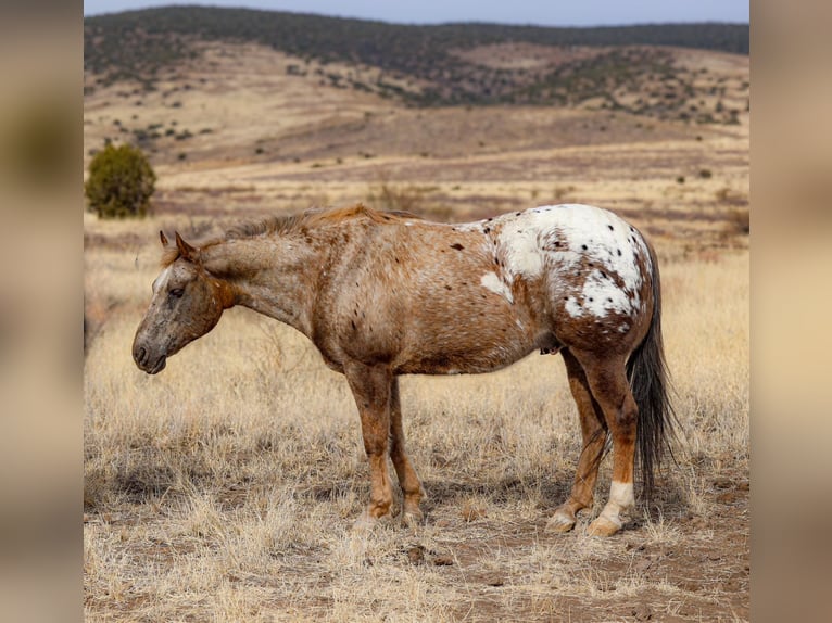 Appaloosa Caballo castrado 6 años 150 cm in Camp Verde, AZ