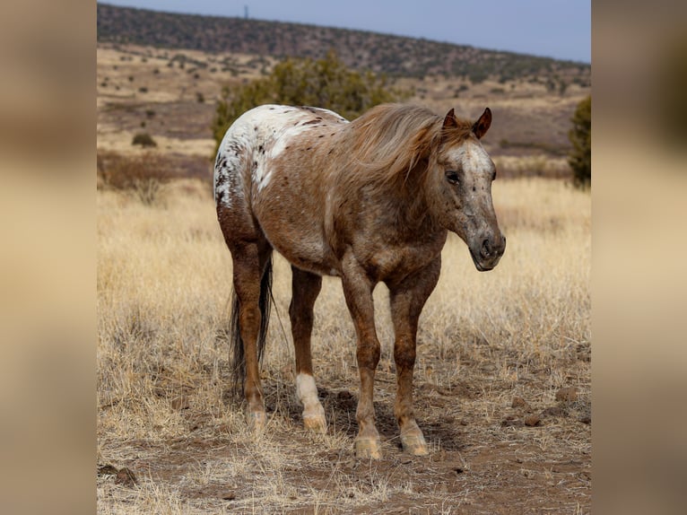 Appaloosa Caballo castrado 6 años 150 cm in Camp Verde, AZ