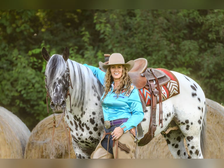 Appaloosa Caballo castrado 6 años 152 cm in Salesville, OH