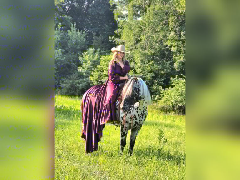 Appaloosa Caballo castrado 6 años 152 cm in Salesville, OH