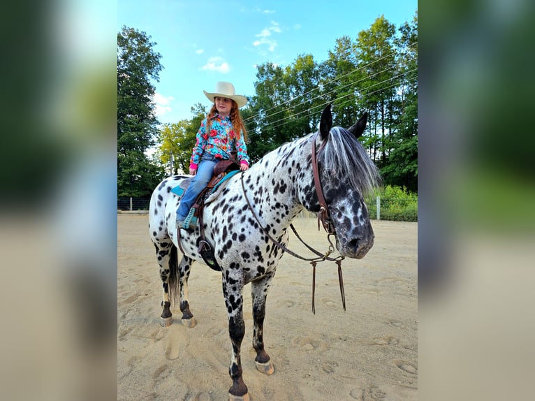 Appaloosa Caballo castrado 6 años 152 cm in Salesville, OH