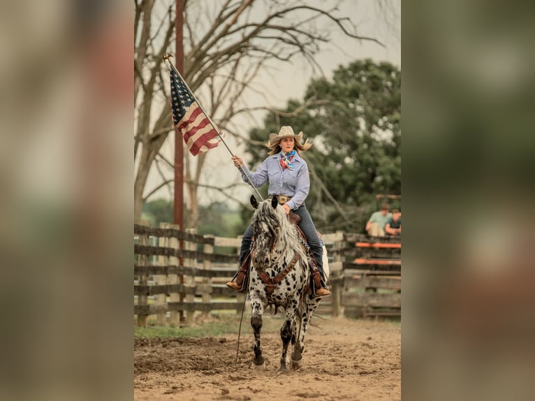 Appaloosa Caballo castrado 6 años 152 cm in Salesville, OH