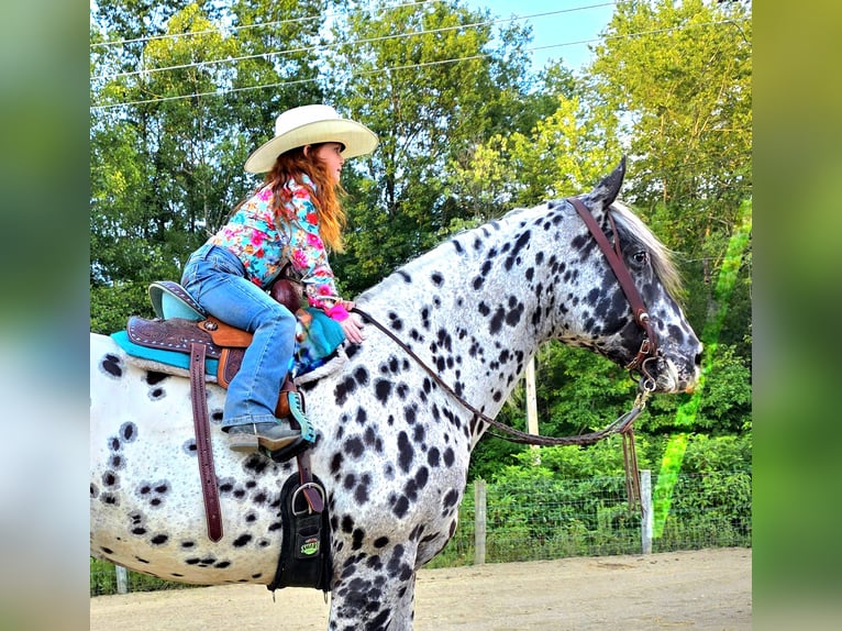 Appaloosa Caballo castrado 6 años 152 cm in Salesville, OH
