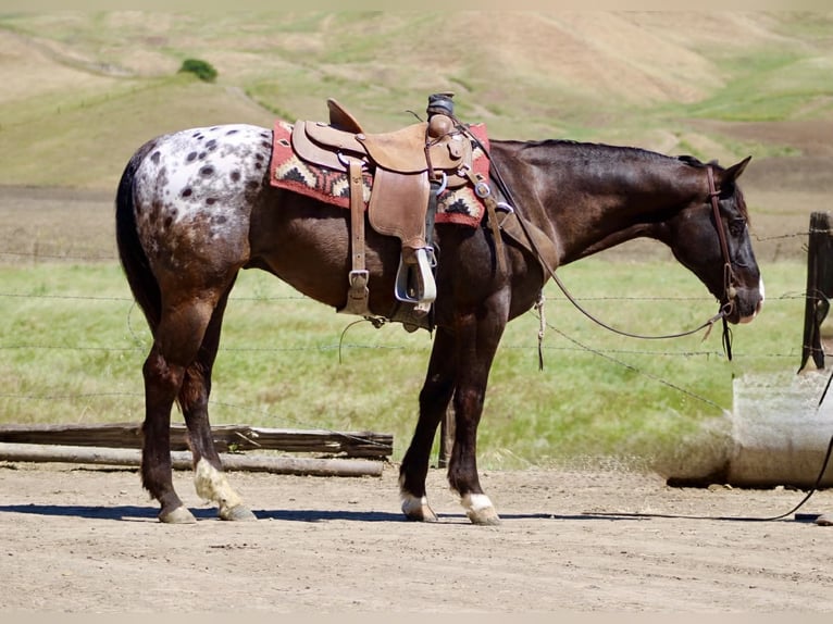 Appaloosa Caballo castrado 6 años 152 cm Castaño oscuro in Tres Pinos
