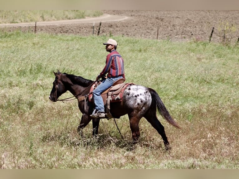 Appaloosa Caballo castrado 6 años 152 cm Castaño oscuro in Tres Pinos