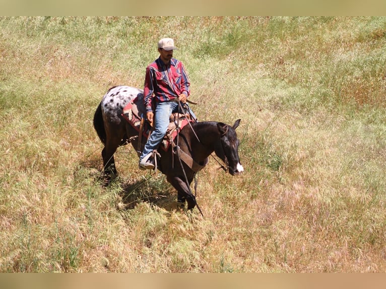 Appaloosa Caballo castrado 6 años 152 cm Castaño oscuro in Tres Pinos