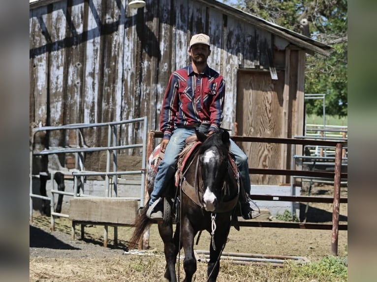 Appaloosa Caballo castrado 6 años 152 cm Castaño oscuro in Tres Pinos