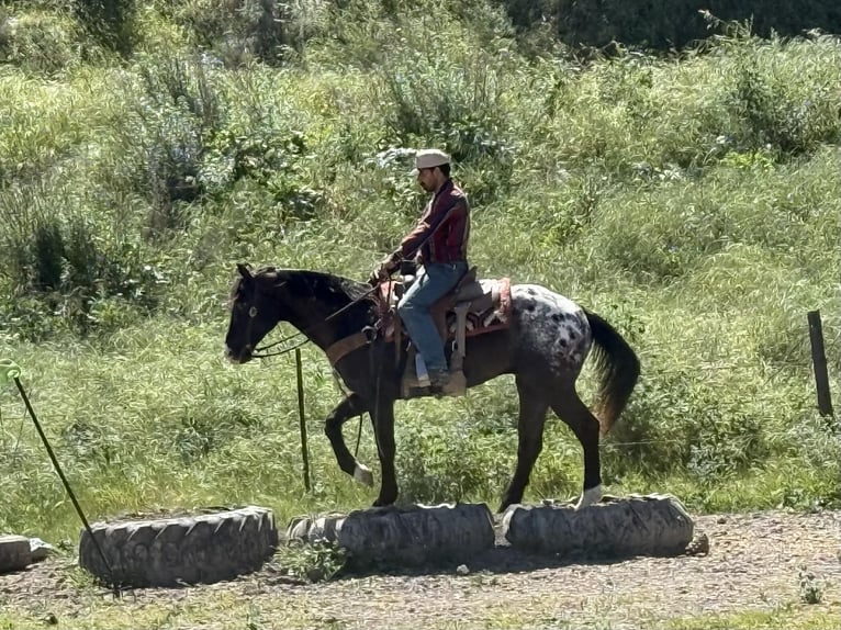 Appaloosa Caballo castrado 6 años 152 cm Castaño oscuro in Tres Pinos
