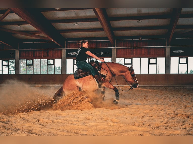 Appaloosa Caballo castrado 6 años 154 cm Bayo in Oberhaching