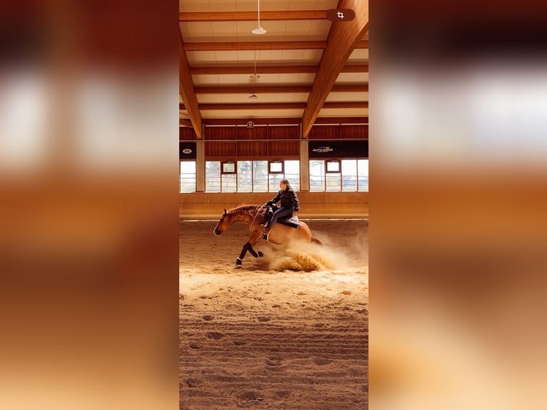 Appaloosa Caballo castrado 6 años 154 cm Bayo in Oberhaching