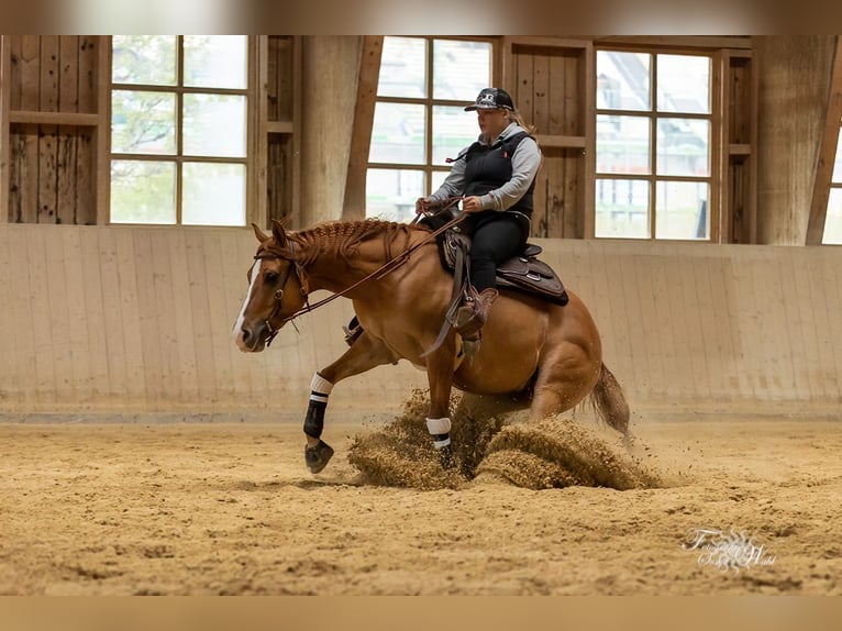 Appaloosa Caballo castrado 6 años 154 cm Bayo in Oberhaching