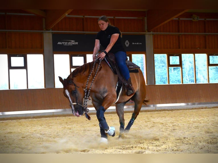 Appaloosa Caballo castrado 6 años 154 cm Bayo in Oberhaching