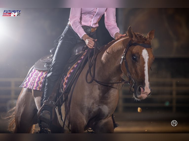 Appaloosa Caballo castrado 6 años 154 cm Bayo in Oberhaching