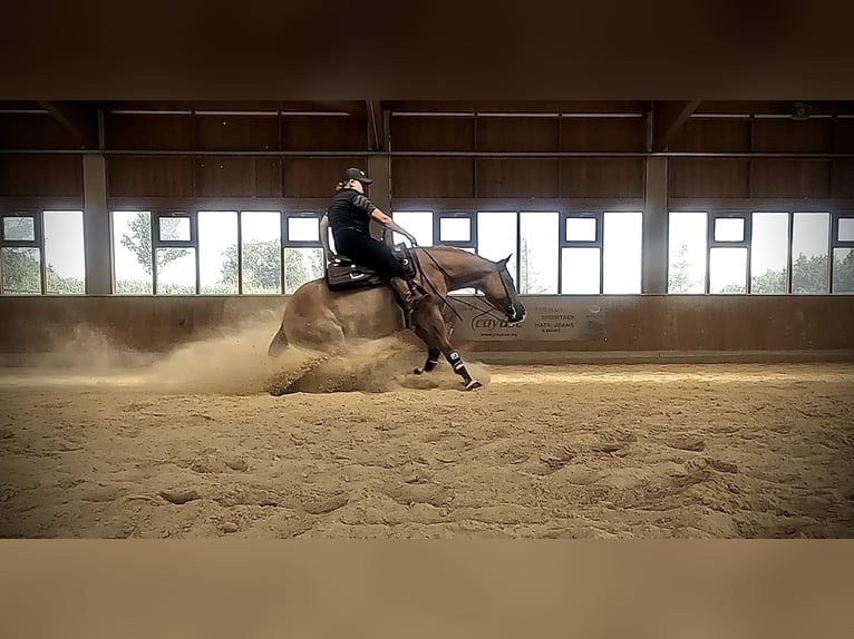 Appaloosa Caballo castrado 6 años 154 cm Bayo in Oberhaching