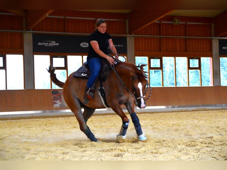 Appaloosa Caballo castrado 6 años 154 cm Bayo in Oberhaching